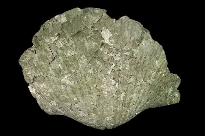 Pyrite Replaced Brachiopod (Paraspirifer) Fossil - Ohio #160091